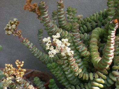 Crassula Marnieriana