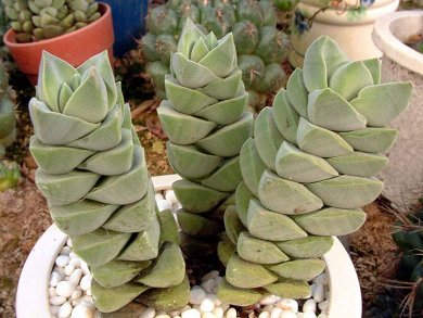 Crassula Moonglow