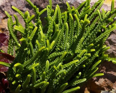 Crassula Muscosa