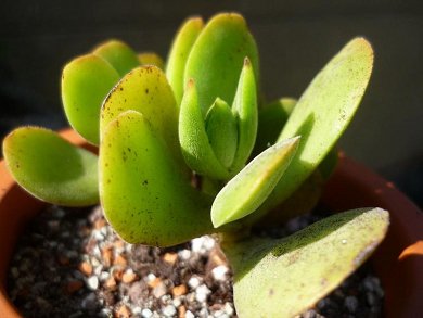 Crassula Obvallata