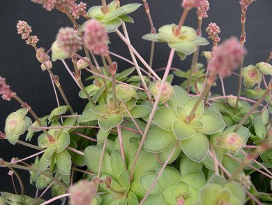 Crassula Orbicularis