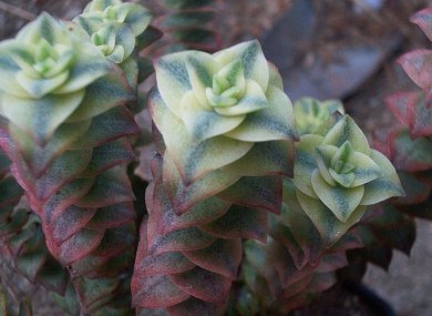 Crassula Pagoda Variegata