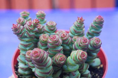 Crassula Pagoda X Rupestris