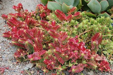 Crassula Pagoda