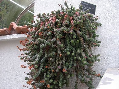Crassula Perforata
