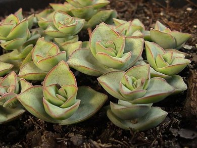 Crassula Perfossa