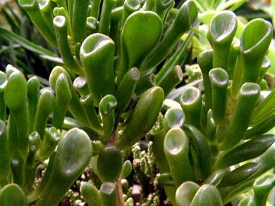 Crassula Portulacea Gollum