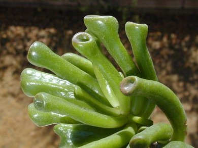 Crassula Portulacea Hobbit