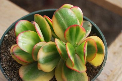 Crassula Portulacea Tricolor