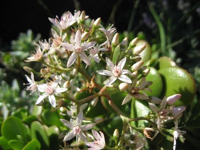 Crassula Portulacea