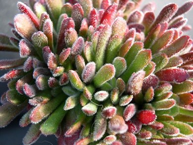 Crassula Pubescens