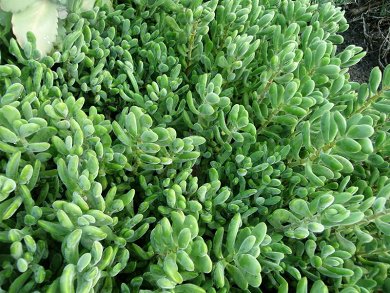 Crassula Rogersii