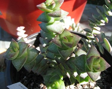 Crassula Rupestris Jade Tower