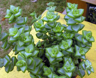 Crassula Rupestris