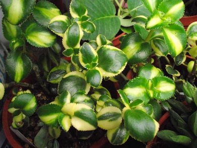 Crassula Sarmentosa