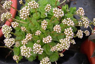 Crassula Socialis