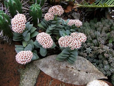 Crassula Springtime