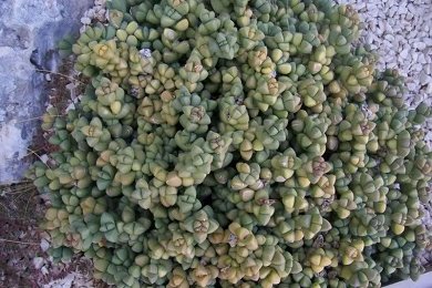 Delosperma Lehmannii