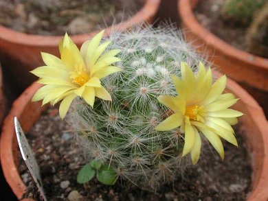 Dolichothele Baumii
