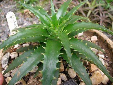 Dyckia Brevifolia