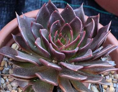 Echeveria Affinis