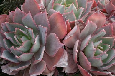 Echeveria After Glow