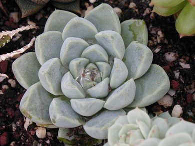 Echeveria Albicans