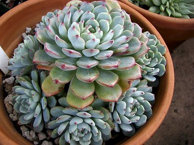 Echeveria Amoena