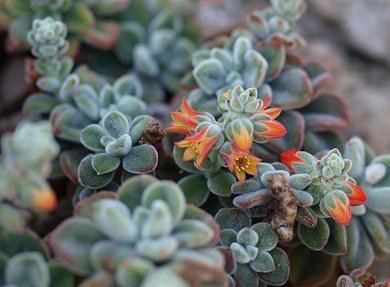 Echeveria Atroviridis