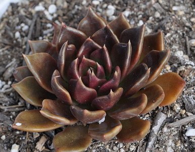 Echeveria Black Prince