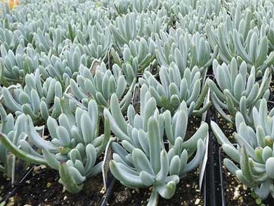 Echeveria Cana