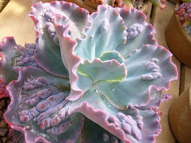 Echeveria Crenulata