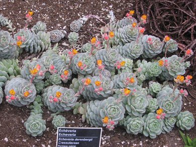Echeveria Derenbergii