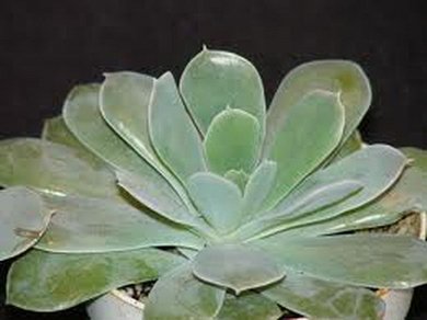 Echeveria Holy Gate