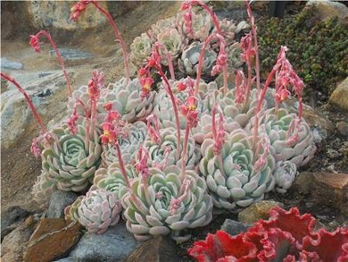 Echeveria Lola