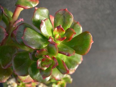Echeveria Multicaulis