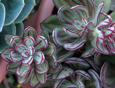 Echeveria Nodulosa