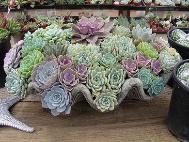 Echeveria Perle Von Nurnberg