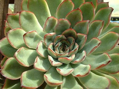 Echeveria Pulidonis