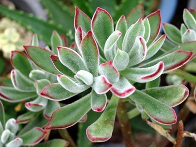 Echeveria Pulvinata