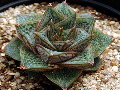 Echeveria Purpusorum