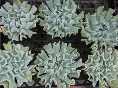 Echeveria Runyonii