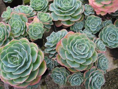 Echeveria Secunda