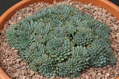 Echeveria Setosa Deminuta