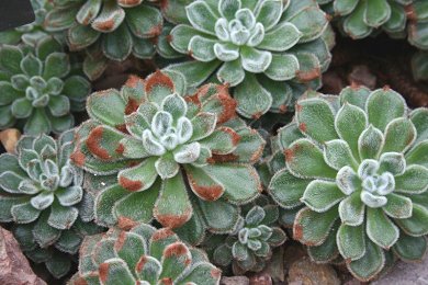 Echeveria Setosa