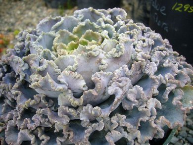 Echeveria Shaviana