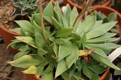 Echeveria Strictiflora