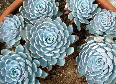 Echeveria Subsessilis