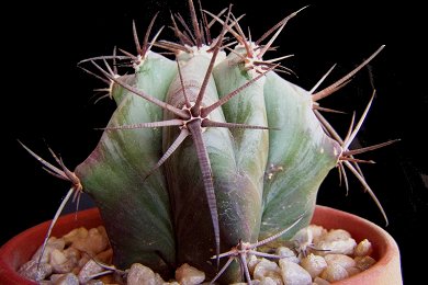 Echinocactus Ingens