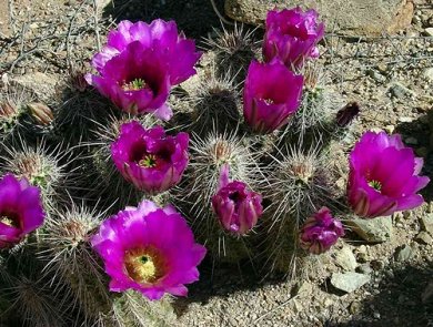 Echinocereus Engelmannii